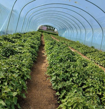 [红薯苗批发]红薯苗 洛薯13-商薯19 需要联系,量大从优!价格0.