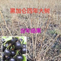 黑加仑苗黑加仑大苗适合南北方种植欢迎各大老板采购