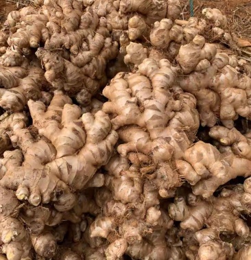 缅甸生态姜,青姜,长期大量供应,箱装袋装各种规格