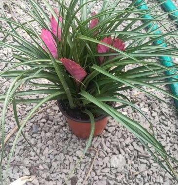 多头铁兰(青州自家基地出货,品质好,一手货源,诚信经营)