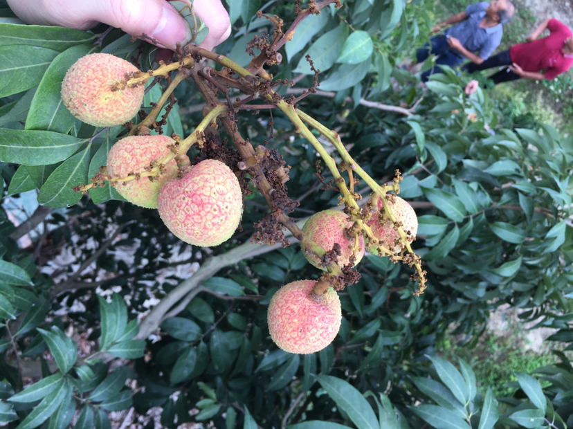 三月红荔枝特写