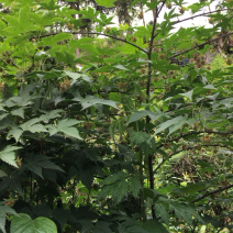 掌叶覆盆子苗