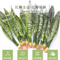 长脚金边虎皮兰批发银脉兰高脚基地直销质量保证