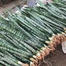 虎皮兰长脚银脉兰特价批发高度35-50cm左右基地直发