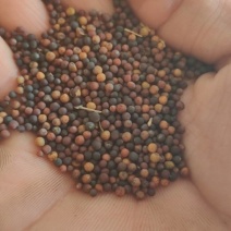菜籽安徽油菜籽本地菜籽