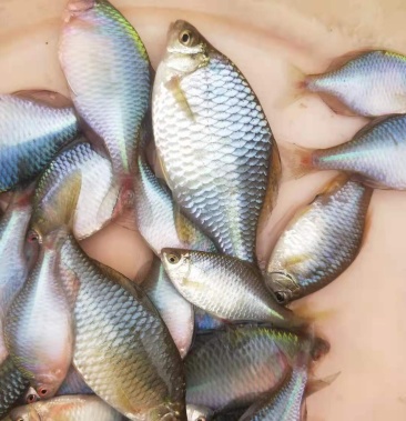 螃皮鱼高体鳑鲏 观赏鱼 冷水鱼 原生鱼斗鱼虾虎 高体鳑