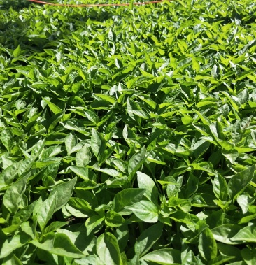 辣椒苗,朝天椒高产抗病,抗淹,免费提供种植技术