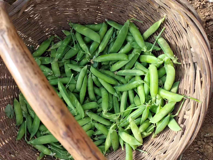 新鲜青豌豆特写