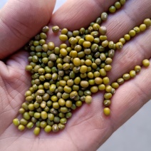 绿豆芽豆！进口！东北芽豆！品种齐全！一件起发