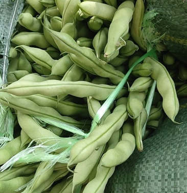 攀枝花优质蔬菜大青豆