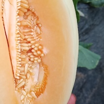 红金蜜大量供应，皮毛好白里透红一件代发