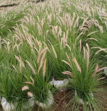 羽绒狼尾草基地大量现货供应欢迎各位客户咨询