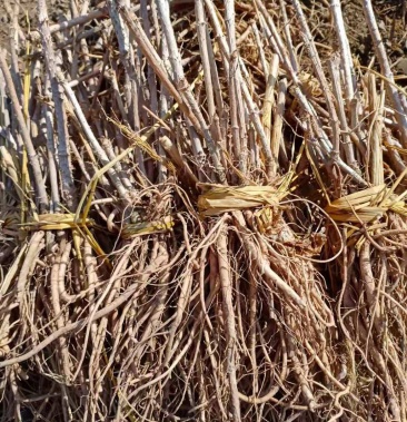 优质特等大苗刺嫩芽苗根系发达活头活杆特别粗壮