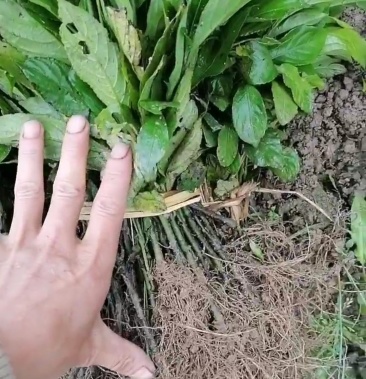 板蓝根苗南板蓝根苗基地直销可视屏看货