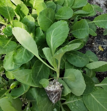 优质甘蓝苗基地直发苗子质量好