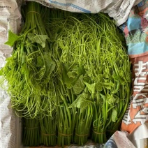 原产地龙须菜量大从优支持拿样下单秒发