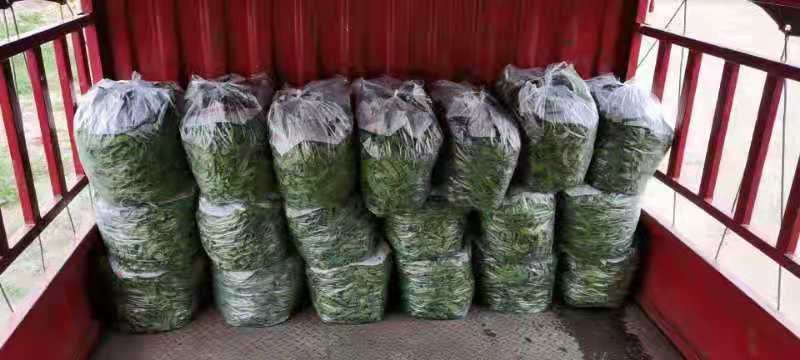 甜脆一号豌豆包装与销售渠道展示图