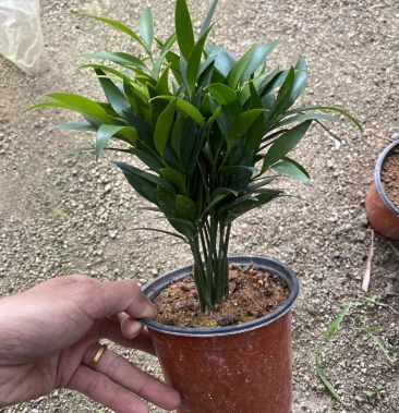 [竹柏批发]竹柏驱蚊竹兴旺竹价格5.00元/棵 - 一亩田