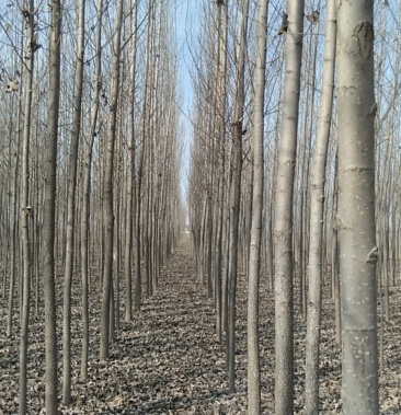 大量供应107108速松杨树