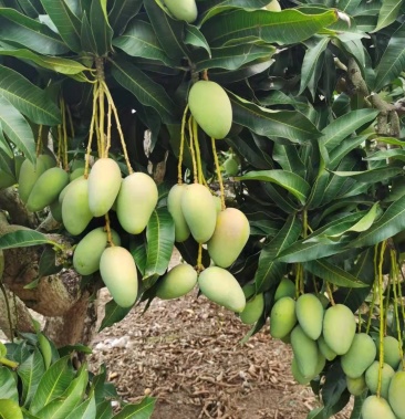 海南自家果园小台农芒果预订中10万斤