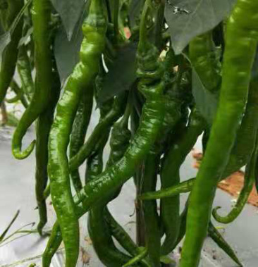 [鲜辣椒批发]8号螺丝线椒价格1.70元/斤 - 一亩田