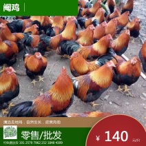 清远阉鸡，180天至280天，肉质细嫩，营养丰富！