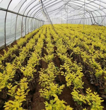 [榆树苗批发]榆树苗价格1.50元/棵 - 一亩田