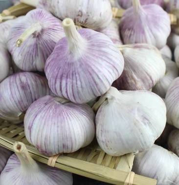 [大蒜批发]邳州碾庄,宿羊山,农户家,代收干蒜,鲜蒜,15元一吨价格0.