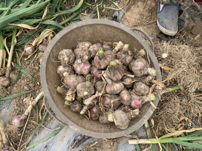 邳州碾庄天气预报预报