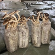 菌包批发优质高产抗病平菇菌种蘑菇菌棒菌包裁