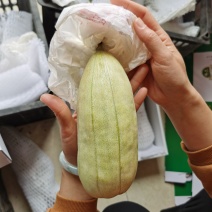 大荔县范家高石脆瓜现货供应，大量上市
