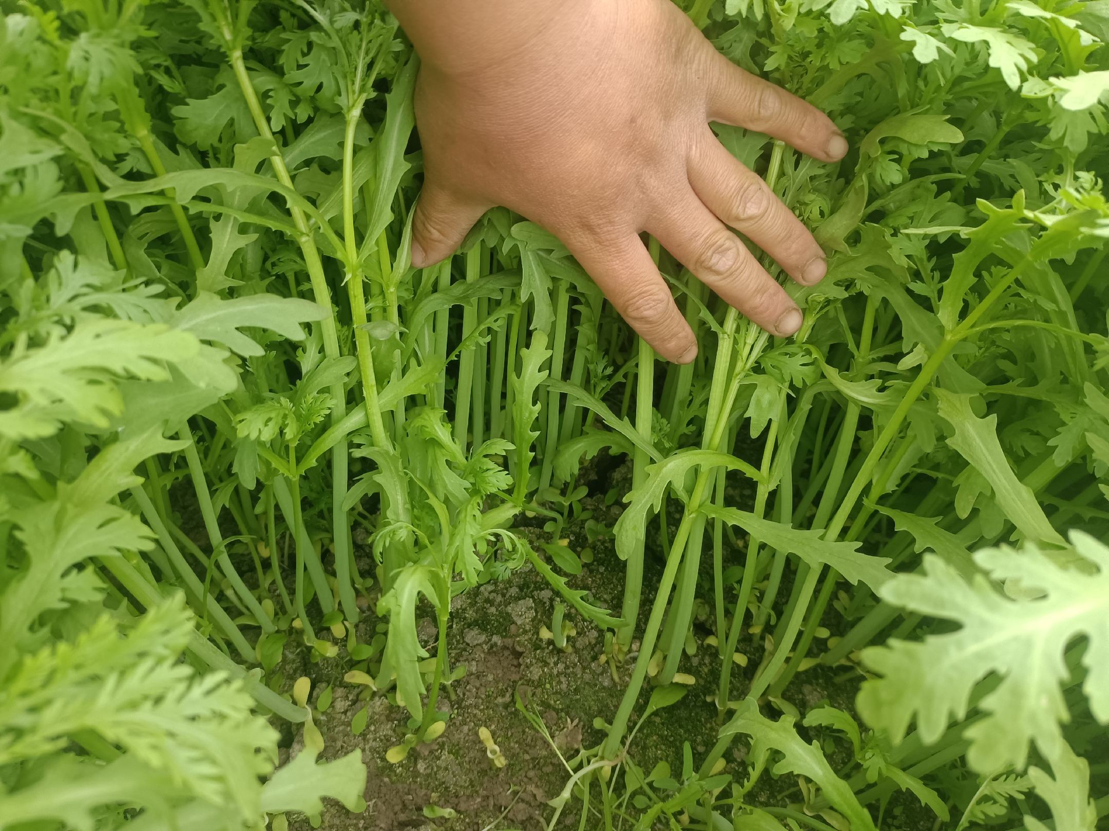 茼蒿菜特写