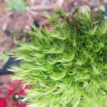 苔藓