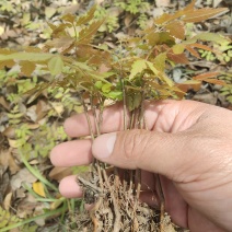 栾树小苗黄山栾树大树苗庭院风景树苗绿化苗占地拆迁苗南
