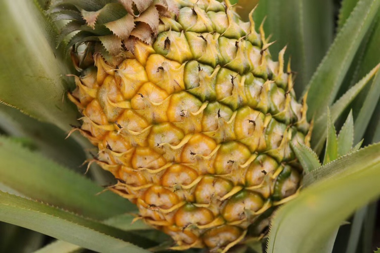 菠萝和凤梨的营养成分对比表