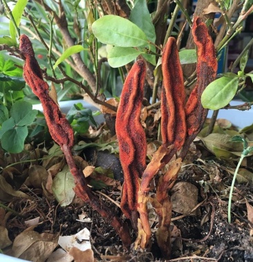 云南野生回春草精选粉末充足 泡水配冰糖cha叶500g