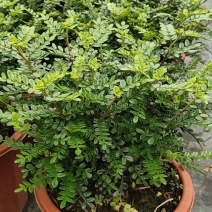 清香木