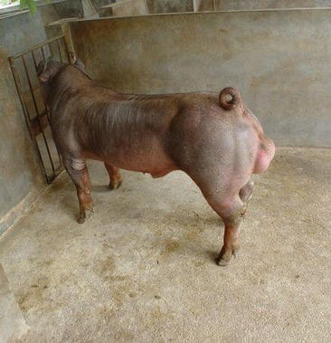 土杂母猪用杜洛克配种图片