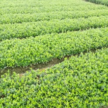 冬青树苗（大批量现货供应）