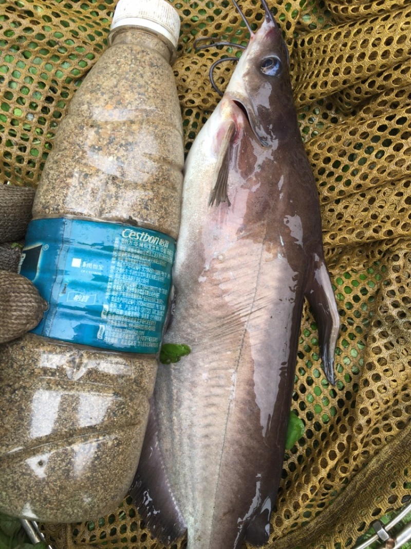 骨鱼中的白骨鱼商品鱼出售