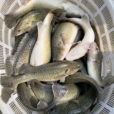 龙纹斑适合斤塘路亚混养