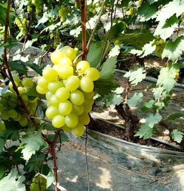 高温大棚葡萄贵妃玫瑰大上市