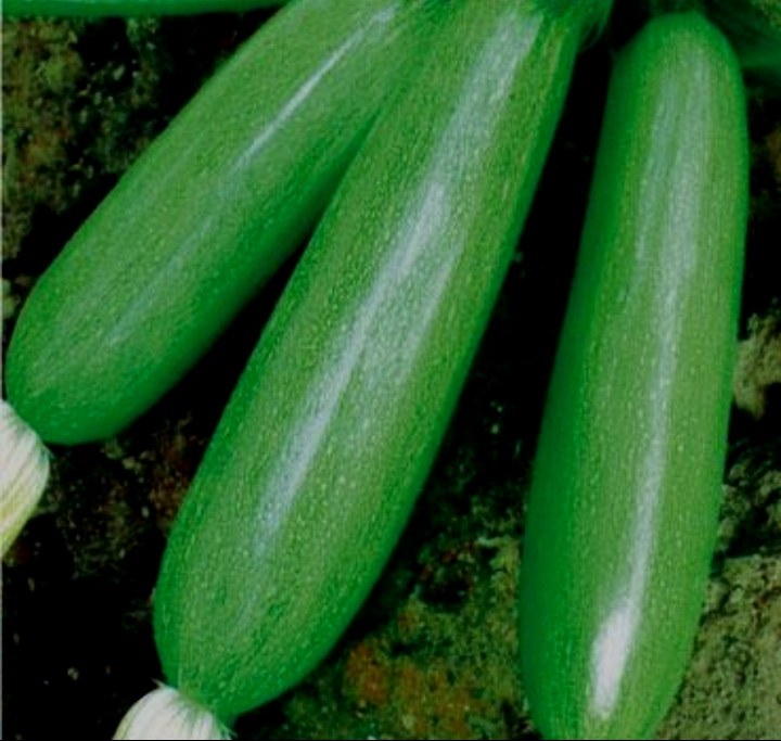 黄瓜选购指南图解