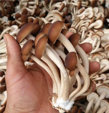 广昌5号茶树菇白色茶树菇自产自销农家种植可批发