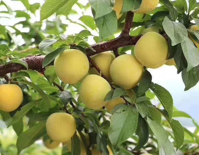 浦江桃形李果园实景图