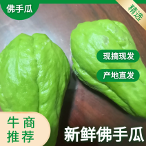 精品青皮佛手瓜，大量供应，一手货源，品质保证，产地直供