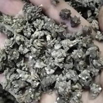 猫爪草野生猫爪草大别山野生中药材可批发零售