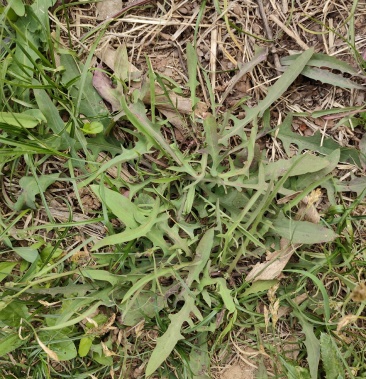 苦菜自然生长野生小苦菜带根现采先发