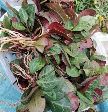 云南鹿晗草云南鹿衔草鹿晗草2021年新货