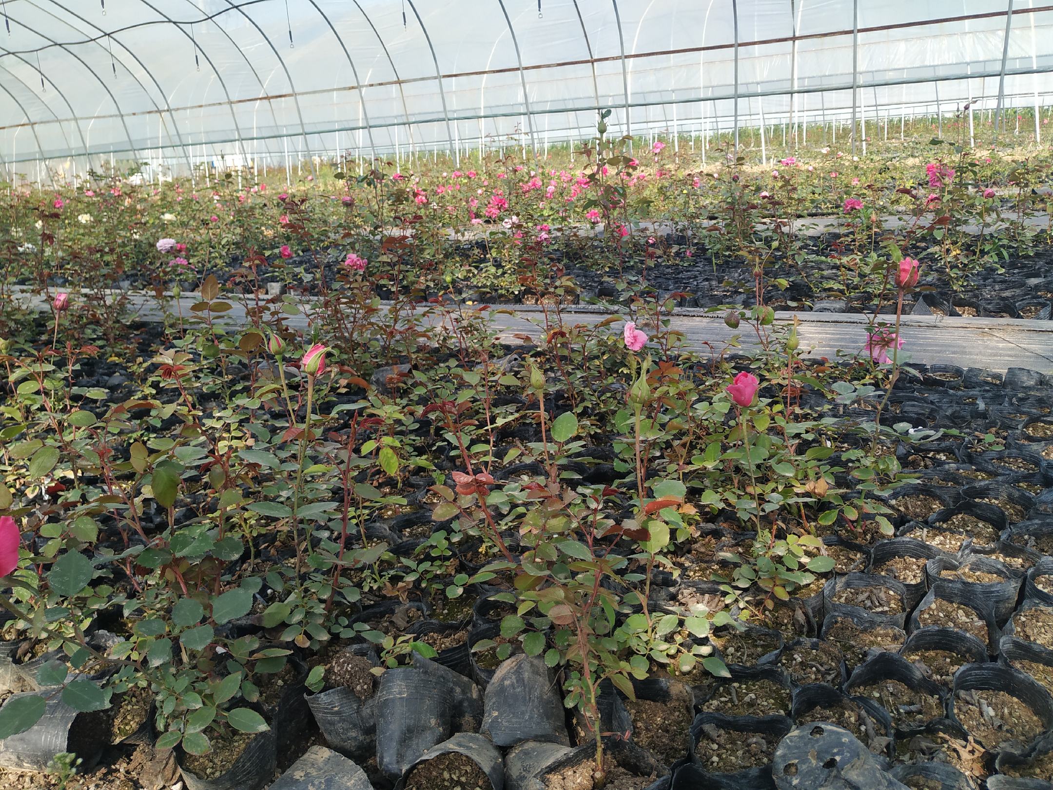 欧洲月季花园展示